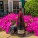 Cote des Roses Gérard Bertrand Pinot Noir - gerard-bertrand-cote-des-roses-pinot-noir-lifestyle-pink-flowers-1024x1024-at-2x - variant 