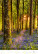 Kalendár Nature Emotions - N140-27_005 - variant He N140-27