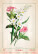 Kalendár Herbarium - N144-27_010 - variant He N144-27