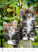 Kalendár Mačičky - N180-27_006 - variant He N180-27