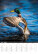 Kalendár Na muške... - N308-27_007 - variant He N308-27