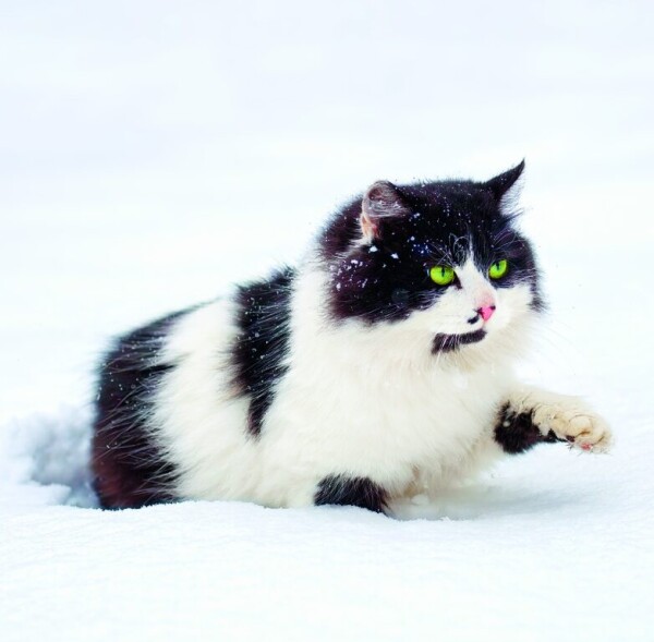Kalendár Cats