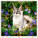 Kalendár Cats - LP01-27_006 - variant He LP01-27