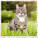 Kalendár Cats - LP01-27_008 - variant He LP01-27