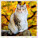 Kalendár Cats - LP01-27_010 - variant He LP01-27