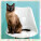 Kalendár Cats - LP01-27_011 - variant He LP01-27