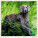Kalendár Dogs - LP02-27_004 - variant He LP02-27