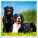 Kalendár Dogs - LP02-27_005 - variant He LP02-27