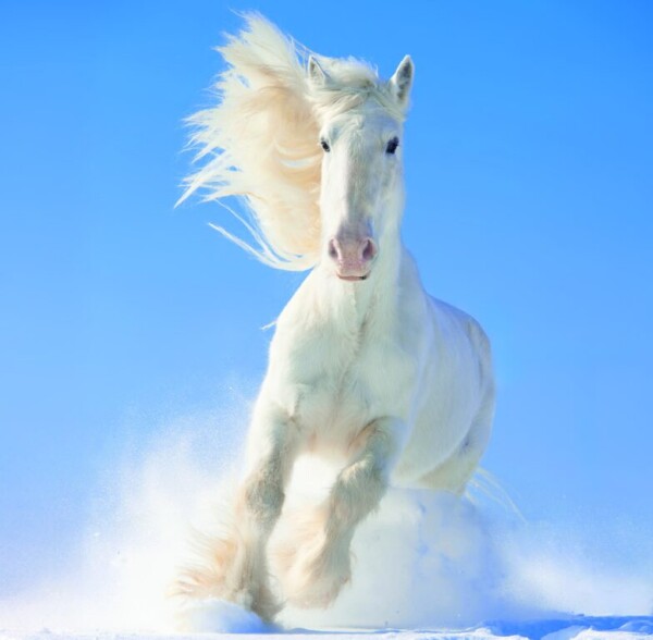 Kalendár Horses