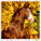 Kalendár Horses - LP03-27_010 - variant He LP03-27