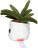 Schmoozies® Evergreenies® Aloe Vera - mbw160847-3-side - variant 