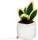Schmoozies® Evergreenies® Bow Hemp - mbw160848-2-back - variant 