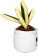 Schmoozies® Evergreenies® Bow Hemp - mbw160848-4-side - variant 