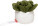 Schmoozies® Evergreenies® Succulent - mbw160849-2-back - variant 