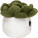 Schmoozies® Evergreenies® Succulent - mbw160849-4-side - variant 