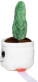 Schmoozies® Evergreenies® Cactus - mbw160851-3-side - variant 