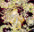Kalendár Alfons Mucha - viazanka - N194-27_006 - variant He N194-27