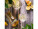 Bazový sirup 265 ml - via-62-5 - variant 