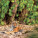 NOTIQUE Poznámkový kalendár Divoké zvieratá 2027, 30 x 30 cm - pgp-36308-v_03 - variant Pg PGP-36308-V