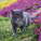 NOTIQUE Poznámkový kalendár Mačky 2027, 30 x 30 cm - pgp-36310-v_07 - variant Pg PGP-36310-V