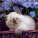 NOTIQUE Poznámkový kalendár Mačiatka 2027, 30 x 30 cm - pgp-36312-v_05 - variant Pg PGP-36312-V