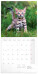 NOTIQUE Poznámkový kalendár Mačiatka 2027, 30 x 30 cm - pgp-36312-v_kal - variant Pg PGP-36312-V