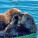 NOTIQUE Poznámkový kalendár Mláďatá 2027, 30 x 30 cm - pgp-36314-v_08 - variant Pg PGP-36314-V
