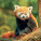 NOTIQUE Poznámkový kalendár Pandy 2027, 30 x 30 cm - pgp-36316-v_05 - variant Pg PGP-36316-V