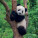 NOTIQUE Poznámkový kalendár Pandy 2027, 30 x 30 cm - pgp-36316-v_06 - variant Pg PGP-36316-V