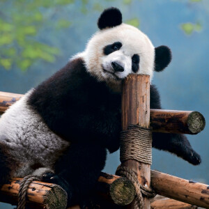 #