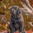 NOTIQUE Poznámkový kalendár Šteňatá 2027, 30 x 30 cm - pgp-36320-v_11 - variant Pg PGP-36320-V