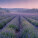 NOTIQUE Poznámkový kalendár Provence 2027, 30 x 30 cm - pgp-36339-v_03 - variant Pg PGP-36339-V