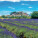 NOTIQUE Poznámkový kalendár Provence 2027, 30 x 30 cm - pgp-36339-v_04 - variant Pg PGP-36339-V
