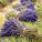 NOTIQUE Poznámkový kalendár Provence 2027, 30 x 30 cm - pgp-36339-v_05 - variant Pg PGP-36339-V