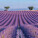 NOTIQUE Poznámkový kalendár Provence 2027, 30 x 30 cm - pgp-36339-v_07 - variant Pg PGP-36339-V