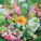 NOTIQUE Poznámkový kalendár Kvety 2027, 30 x 30 cm - pgp-36341-v_07 - variant Pg PGP-36341-V
