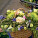 NOTIQUE Poznámkový kalendár Kvety 2027, 30 x 30 cm - pgp-36341-v_09 - variant Pg PGP-36341-V