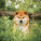 NOTIQUE Poznámkový kalendár Happy Doge 2027, 30 x 30 cm - pgp-36617-v_03 - variant Pg PGP-36617-V