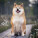 NOTIQUE Poznámkový kalendár Happy Doge 2027, 30 x 30 cm - pgp-36617-v_04 - variant Pg PGP-36617-V