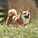 NOTIQUE Poznámkový kalendár Happy Doge 2027, 30 x 30 cm - pgp-36617-v_05 - variant Pg PGP-36617-V