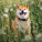 NOTIQUE Poznámkový kalendár Happy Doge 2027, 30 x 30 cm - pgp-36617-v_06 - variant Pg PGP-36617-V