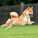 NOTIQUE Poznámkový kalendár Happy Doge 2027, 30 x 30 cm - pgp-36617-v_09 - variant Pg PGP-36617-V