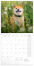 NOTIQUE Poznámkový kalendár Happy Doge 2027, 30 x 30 cm - pgp-36617-v_kal - variant Pg PGP-36617-V