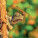 NOTIQUE Poznámkový kalendár Jaštery 2027, 30 x 30 cm - pgp-36826-v_06 - variant Pg PGP-36826-V