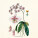 NOTIQUE Poznámkový kalendár Herbár Plastic FREE 2027, PLASTIC FREE, 30 x 30 cm - pgp-36979_02 - variant Pg PGP-36979