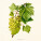 NOTIQUE Poznámkový kalendár Herbár Plastic FREE 2027, PLASTIC FREE, 30 x 30 cm - pgp-36979_10 - variant Pg PGP-36979