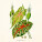 NOTIQUE Poznámkový kalendár Herbár Plastic FREE 2027, PLASTIC FREE, 30 x 30 cm - pgp-36979_11 - variant Pg PGP-36979