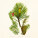 NOTIQUE Poznámkový kalendár Herbár Plastic FREE 2027, PLASTIC FREE, 30 x 30 cm - pgp-36979_12 - variant Pg PGP-36979