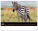 NOTIQUE Nástenný kalendár Živá Afrika 2027, 48 x 33 cm - pgn-36381-l_01 - variant Pg PGN-36381-L