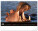 NOTIQUE Nástenný kalendár Živá Afrika 2027, 48 x 33 cm - pgn-36381-l_02 - variant Pg PGN-36381-L